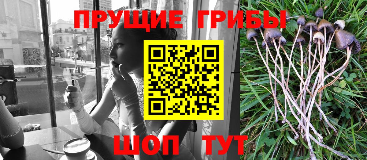 Псилоцибиновые грибы Psilocybe  Вход с VPN  Каменка 